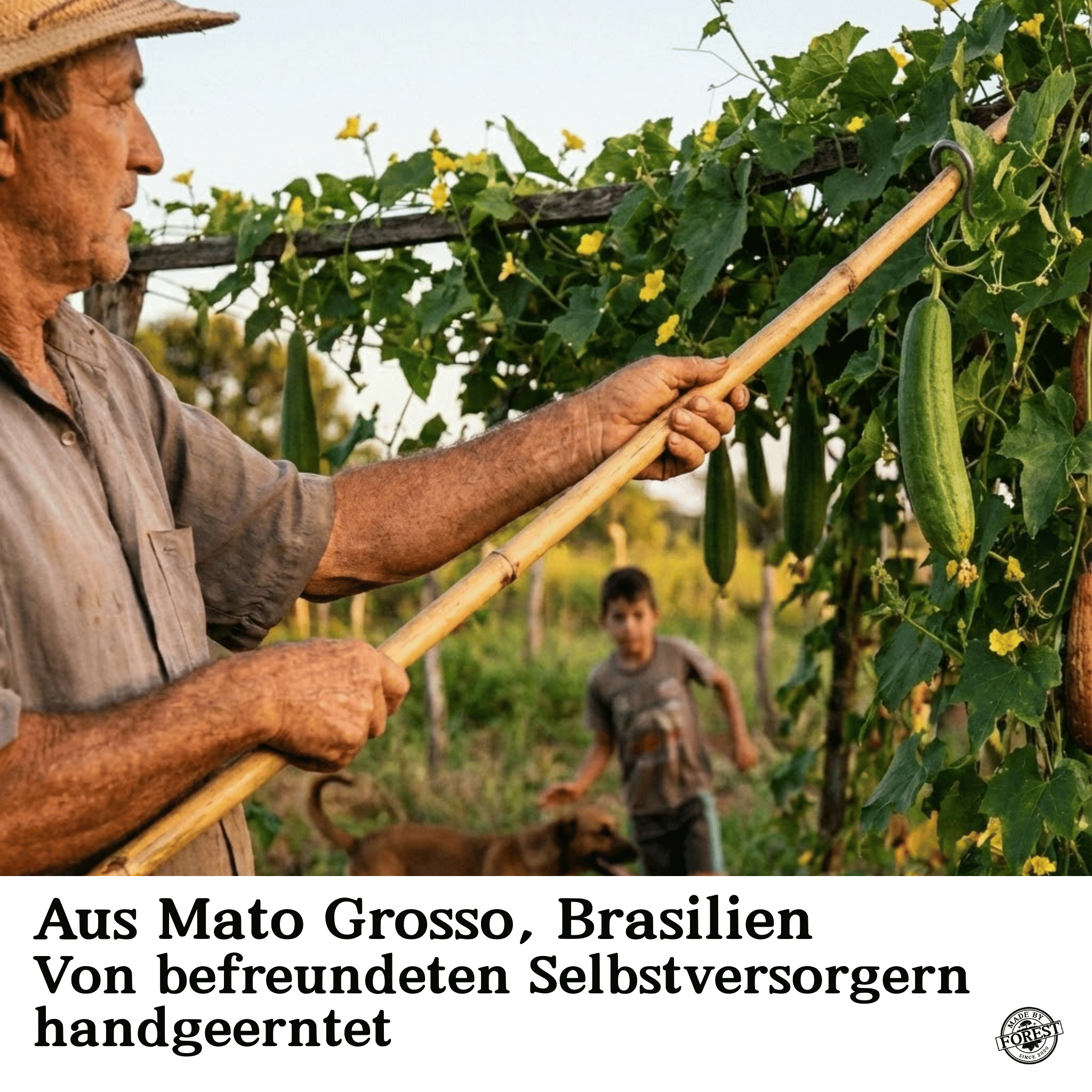 Natürlicher Luffa-Schwamm aus dem Amazonas (Mato Grosso)