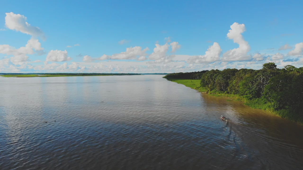 Amazonas-Regenwald aus der Luft – Herkunftsregion des Palmfächers